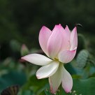 Lotus and a bee